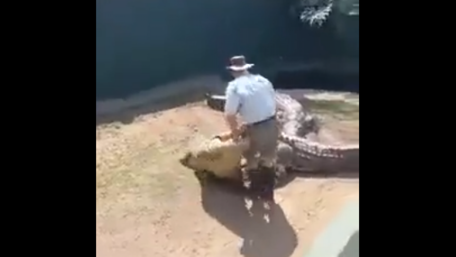 Video: el cuidador de un zoológico fue atacado por un gigantesco cocodrilo