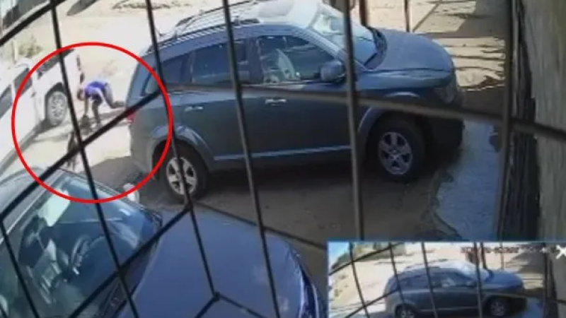 Video: así fue como un hombre mató a cuchillazos a un pitbull que previamente atacó a su hijo
