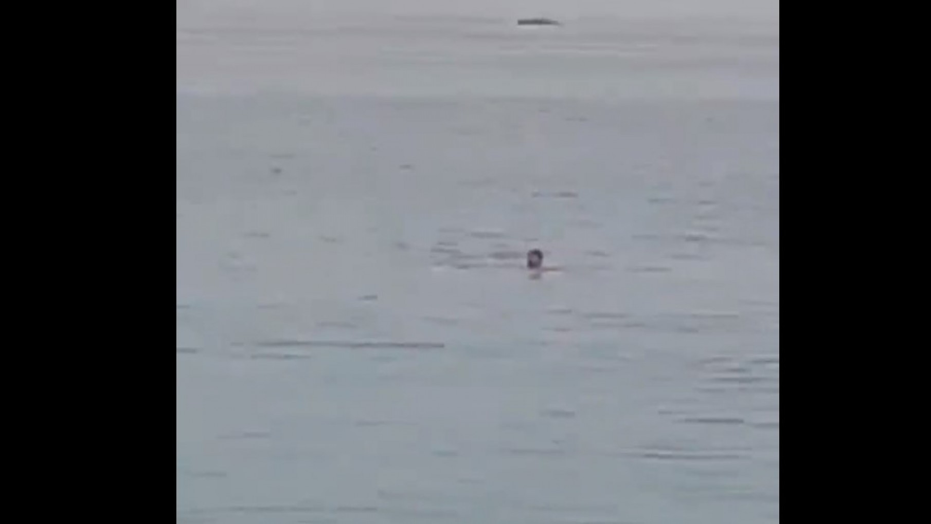 Conmoción: filman cuando un tiburón mata a un hombre en Egipto