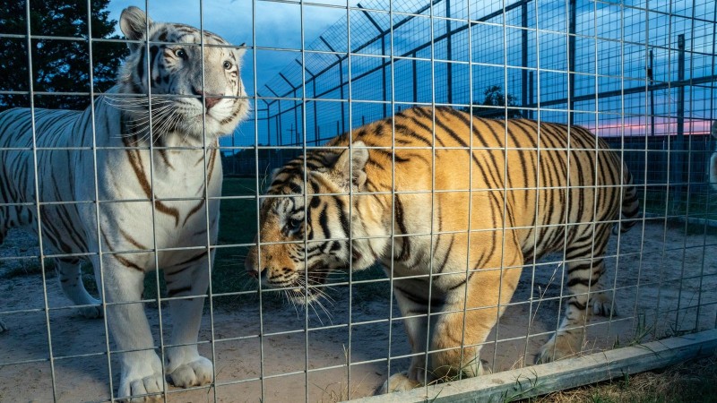 De película: ladrones entraron a una jaula de tigres en un zoo para robar un importante botín
