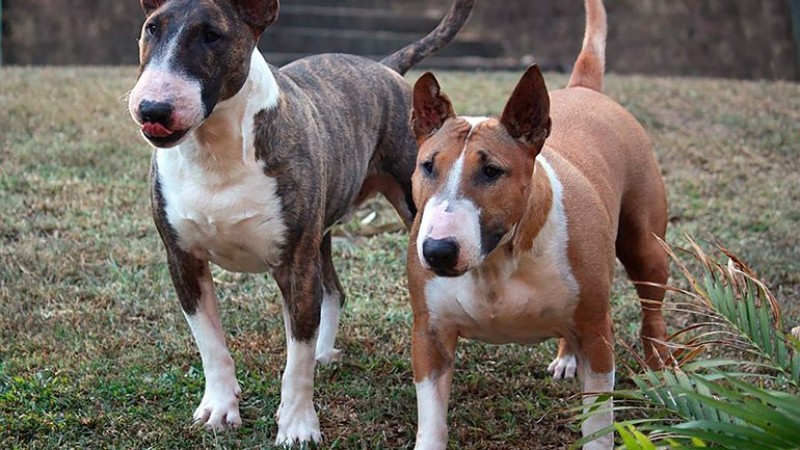 Una nena de un año fue herida por perros bull terrier en Luján y quedó en grave estado