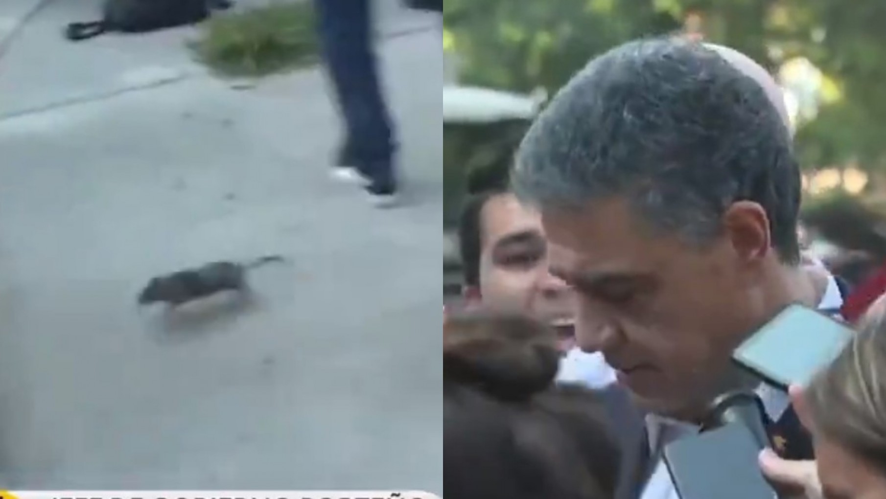 Enloquecieron todos: una rata apareció en el medio de una entrevista a Jorge Macri