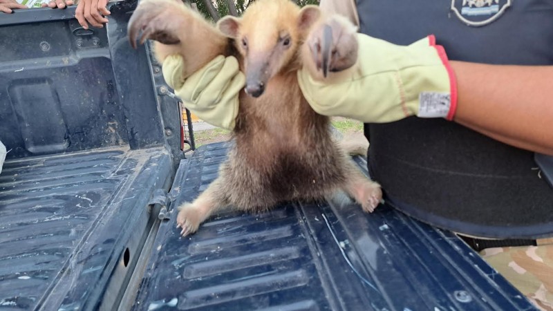 Rescataron un oso hormiguero que apareció cerca de un canal en Junín