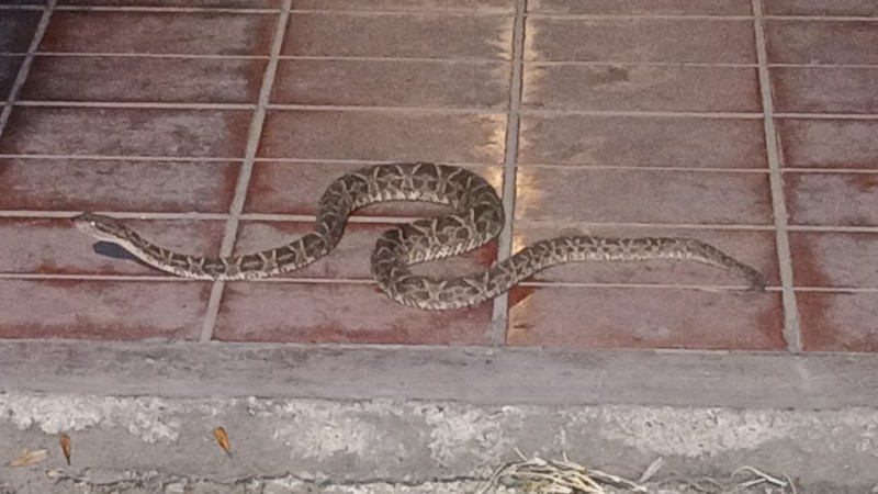 Atraparon una víbora de gran tamaño en pleno centro de Luján