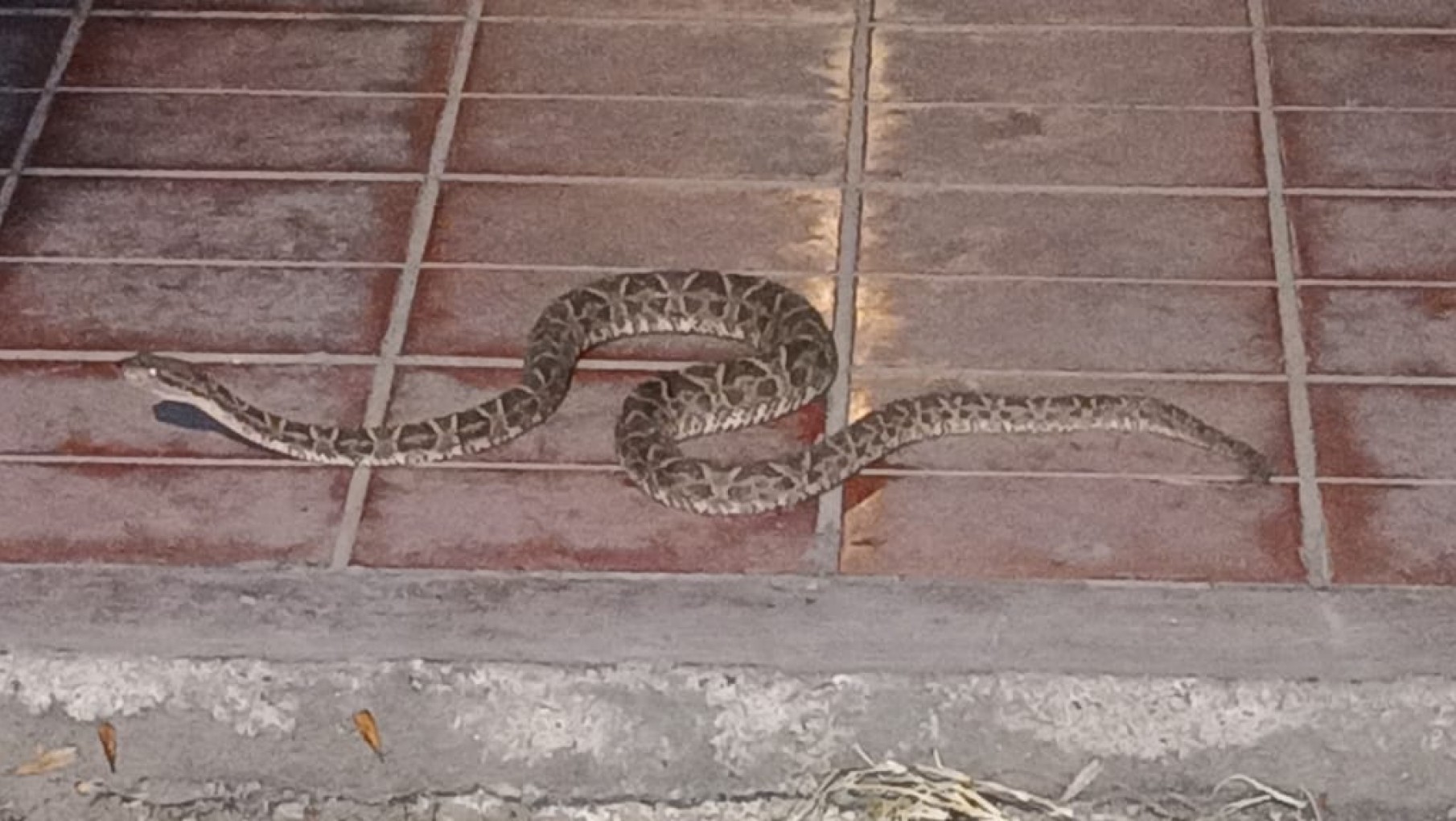 Atraparon una víbora de gran tamaño en pleno centro de Luján