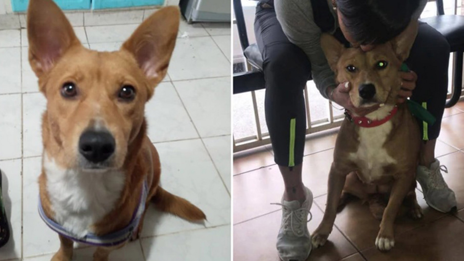 Inédito fallo en el país: abusó sexualmente de su perrita y le pusieron una perimetral para que no se acerque más