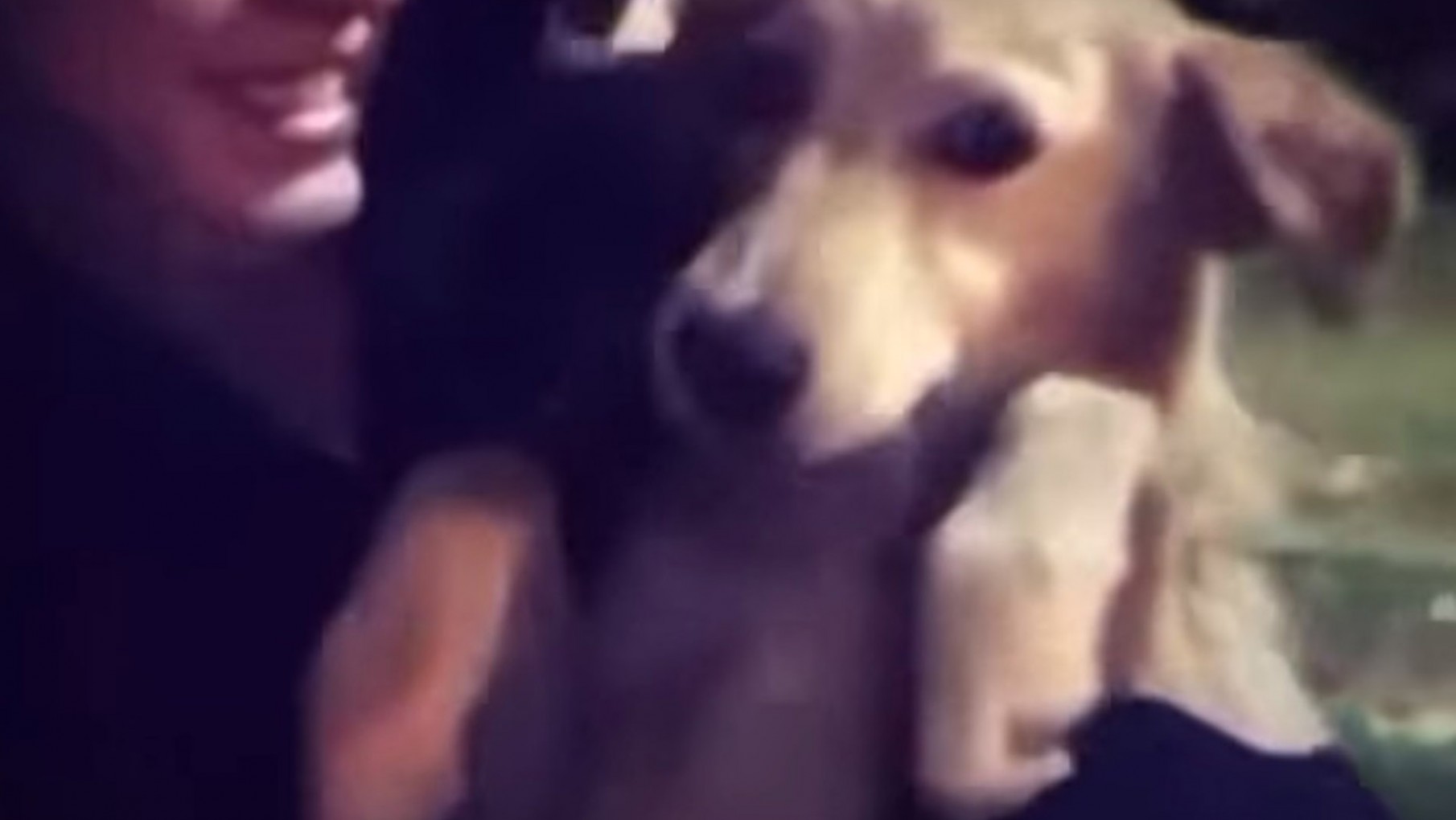 No puede ser: Uma, la perrita a la que le dieron fernet, se escapó de su casa y es buscada