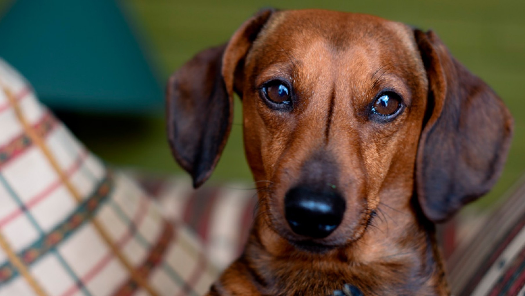 Sin códigos: entraron a robar y se llevaron hasta la perra salchicha